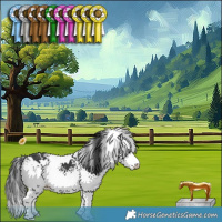 Horse Color:White Spotted Black