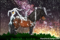 Horse Color:White Spotted Bay Appaloosa 