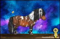 Horse Color:White Spotted Bay 