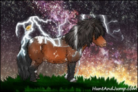 Horse Color:White Spotted Bay Appaloosa 