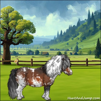 Horse Color:White Spotted Brown Appaloosa 
