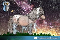 Horse Color:White Spotted Bay Appaloosa