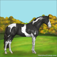 Horse Color:Liver Chestnut Sabino Tobiano 