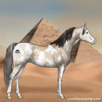 Horse Color:White Spotted Sable Champagne Ice Dun Sabino 