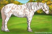 Horse Color:Gold Champagne Appaloosa  and Gold Champagne Appaloosa 
