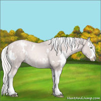 Horse Color:Platinum White Spotted Gold Cream Champagne Splash 