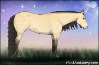 Horse Color:Buckskin Dun Splash