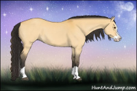 Horse Color:Buckskin Dun Splash