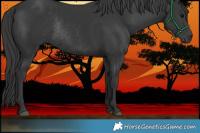 Horse Color:Black Rabicano 