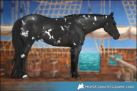 Horse Color:Gray White Spotted Black