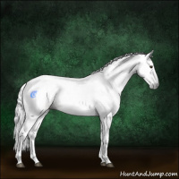Horse Color:Gray White Spotted Palomino 