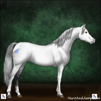 Horse Color:Gray Black Chinchilla Tobiano Rabicano 