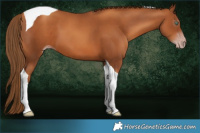 Horse Color:Gray Gold Champagne Tobiano