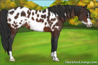 Horse Color:Bay Frame Appaloosa 