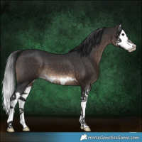 Horse Color:Brown Splash 