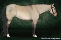 Horse Color:Brown Dun 