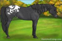 Horse Color:Blue Roan Appaloosa 