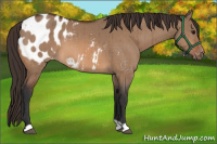 Horse Color:Bay Dun Appaloosa Brindle 