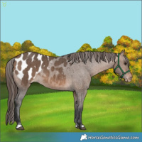 Horse Color:Bay Dun Appaloosa Brindle 