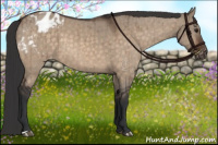 Horse Color:Brown Dun Appaloosa Brindle 
