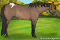 Horse Color:Brown Dun Appaloosa Brindle 