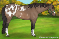 Horse Color:Bay Dun Appaloosa Brindle 