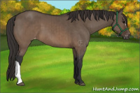 Horse Color:Brown Dun Appaloosa Brindle 