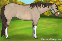 Horse Color:Bay Dun Varnish Brindle 