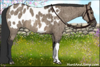 Horse Color:Brown Dun Blanket Brindle 