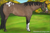 Horse Color:Brown Dun Varnish Brindle 
