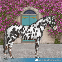 Horse Color:Liver Chestnut Appaloosa 