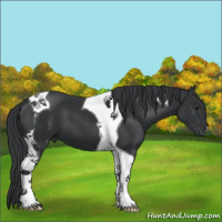 Horse Color:Black Chinchilla Tobiano 