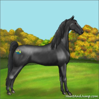 Horse Color:Black 