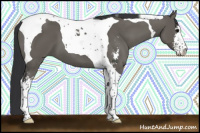 Horse Color:Grullo Sabino Tobiano 