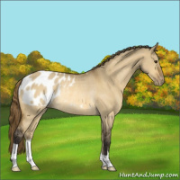 Horse Color:Buckskin Dun Blanket Rabicano 