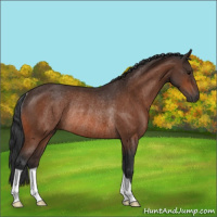 Horse Color:Bay Rabicano 