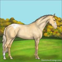Horse Color:Palomino Roan Appaloosa 