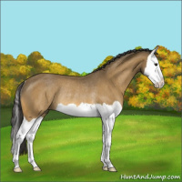 Horse Color:Buckskin Splash Rabicano