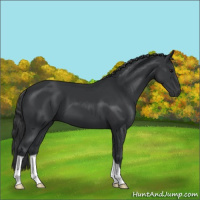 Horse Color:Black 