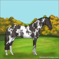 Horse Color:White Spotted Smoky Black Rabicano 
