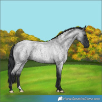 Horse Color:Blue Roan Rabicano 