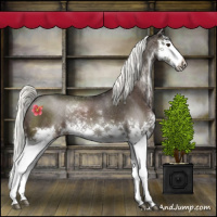 Horse Color:Liver Chestnut Mushroom Sabino Splash Rabicano 