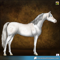 Horse Color:White Spotted Liver Red Dun Pearl Mushroom Splash Rabicano Brindle 