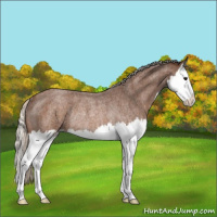 Horse Color:Silver Buckskin Roan Splash Rabicano 
