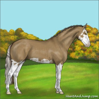 Horse Color:Chocolate Palomino Dun Splash