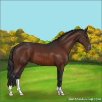 Horse Color:Brown Appaloosa