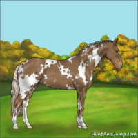 Horse Color:White Spotted Chocolate Palomino Roan Appaloosa 