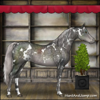 Horse Color:Platinum White Spotted Chocolate Palomino 