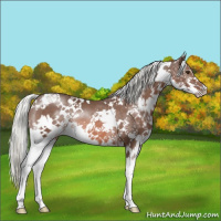 Horse Color:White Spotted Liver Chestnut Mushroom Sabino Splash