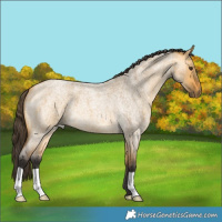 Horse Color:Buckskin Roan Dun 